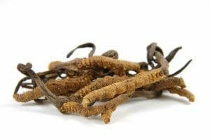 cordyceps