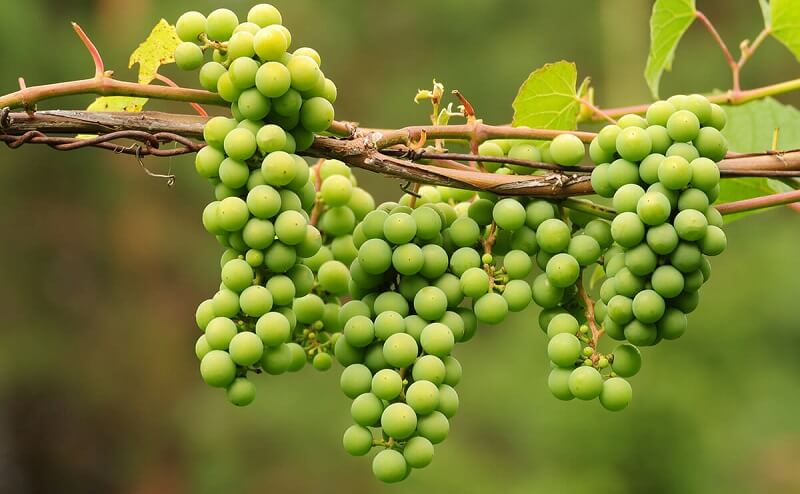 Grapes Fruit