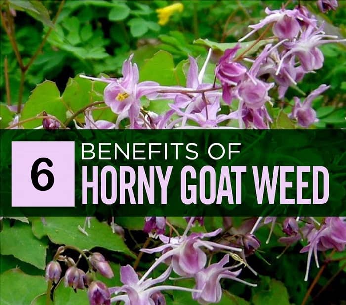 Horny-Goat-Weed-Benefits