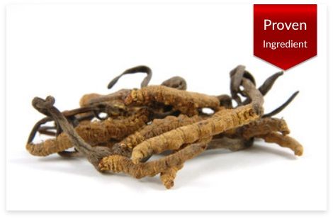 Cordyceps