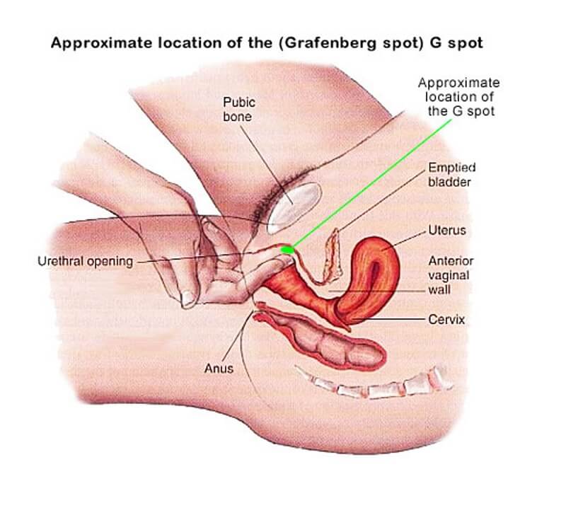 Specialists in a 2017 investigation endeavored to locate the G spot but got...