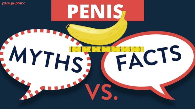 Penis Myths and Facts