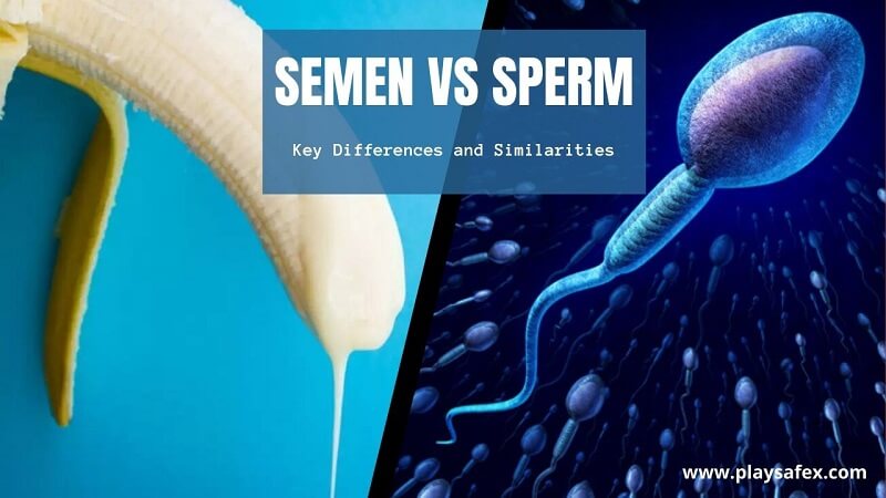 Semen vs Sperm
