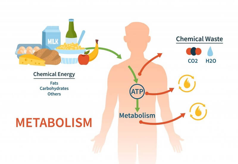 What Is Metabolism