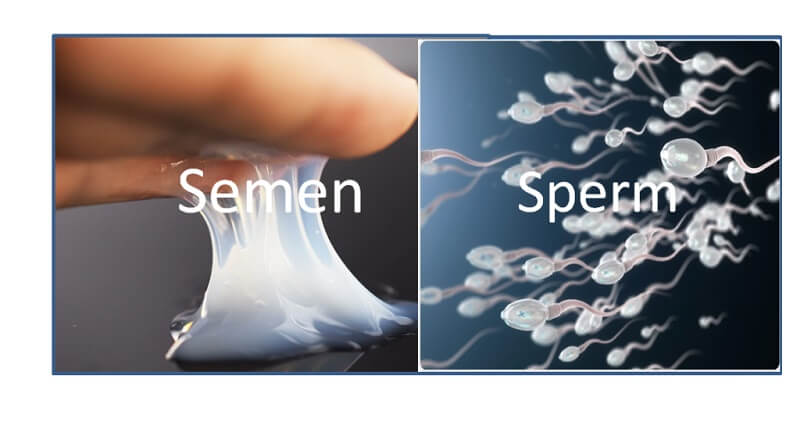 semen and sperm